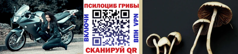 наркота  Зубцов  OMG ССЫЛКА  shop телеграм  Псилоцибиновые грибы GOLDEN TEACHER 